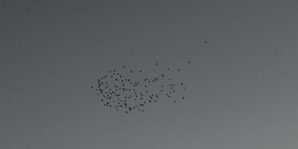 A small flock of birds against an empty pale sky