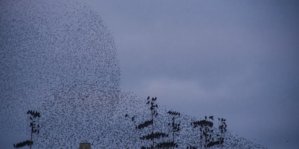 A dense flock turning above bare branches at dusk