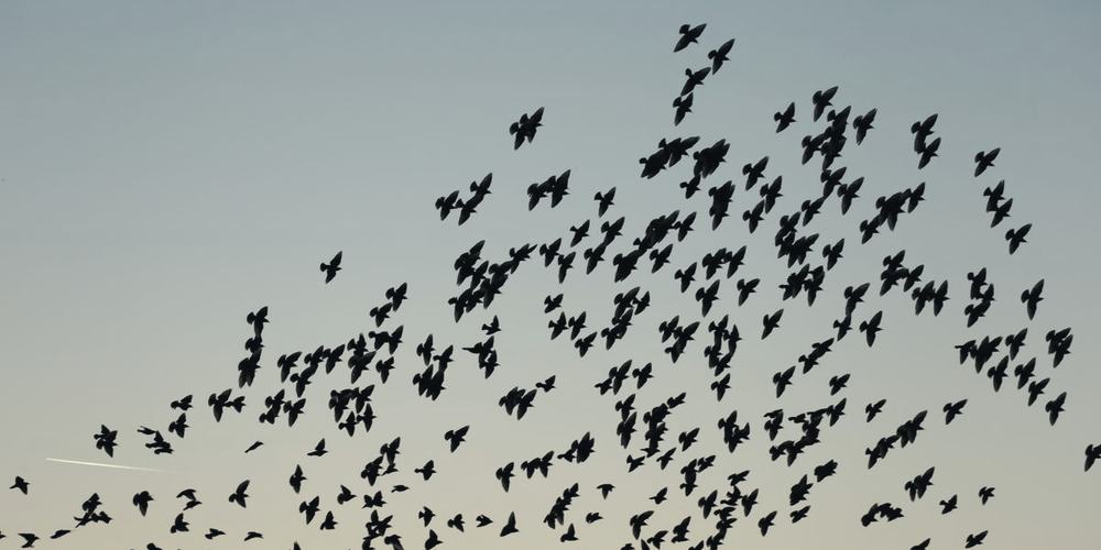 A large flock of birds turning together against a pale sky