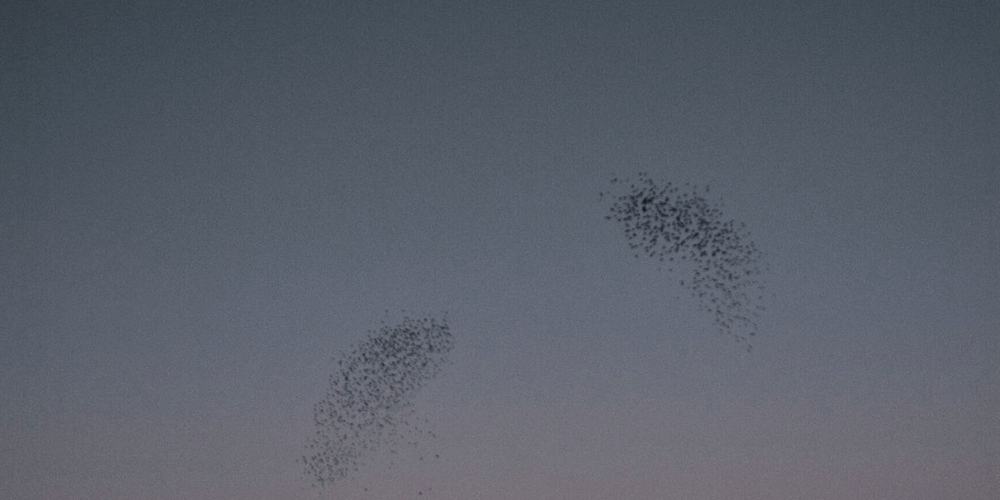A dim landscape at dusk, a few birds crossing a pale strip of sky